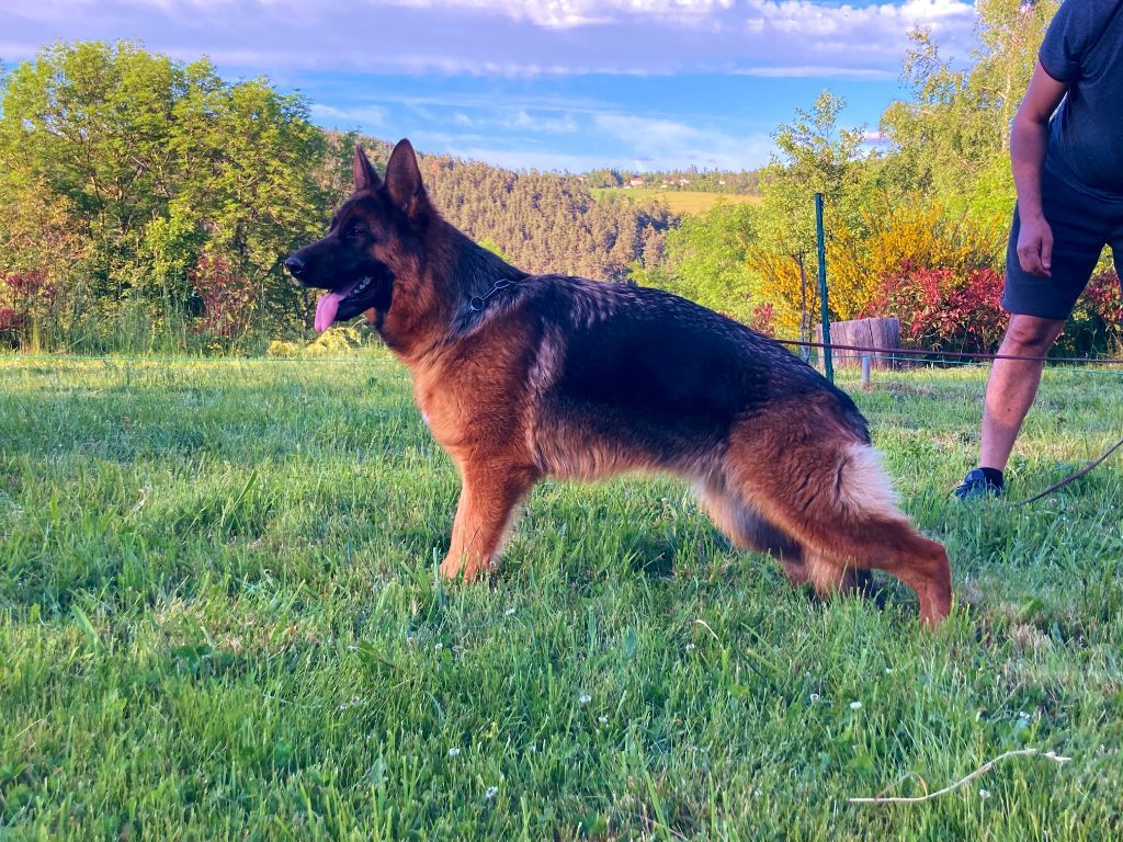 Chiots et jeunes Bergers Allemand Lof à Céder .