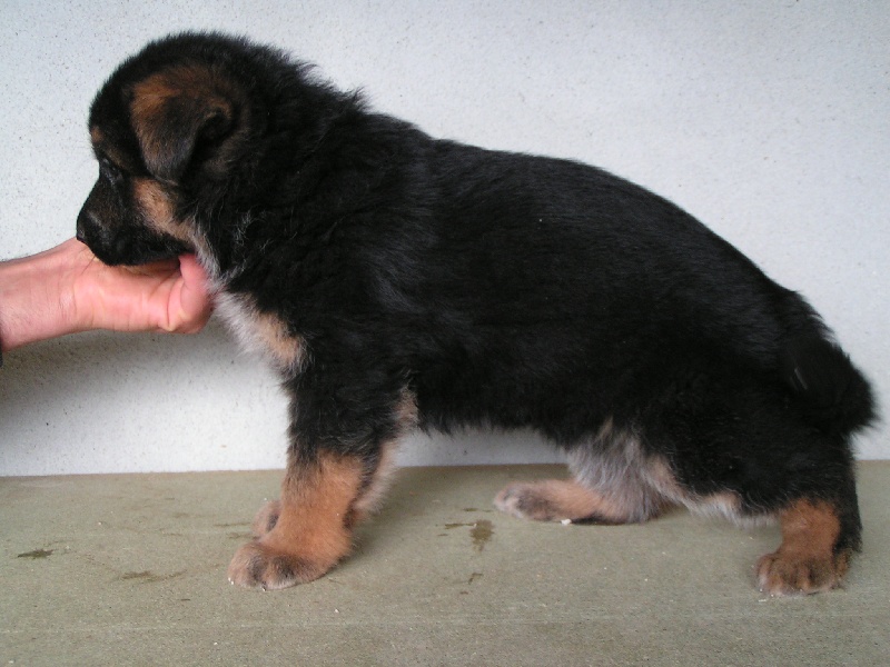 Quelques chiots nés à la maison