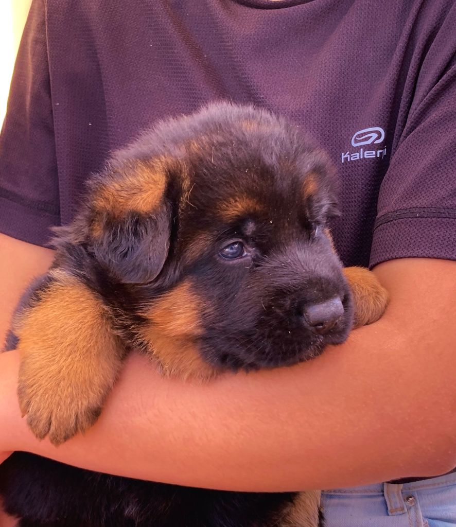 de la Cité d'Emeraude - Chiots disponibles - Berger Allemand