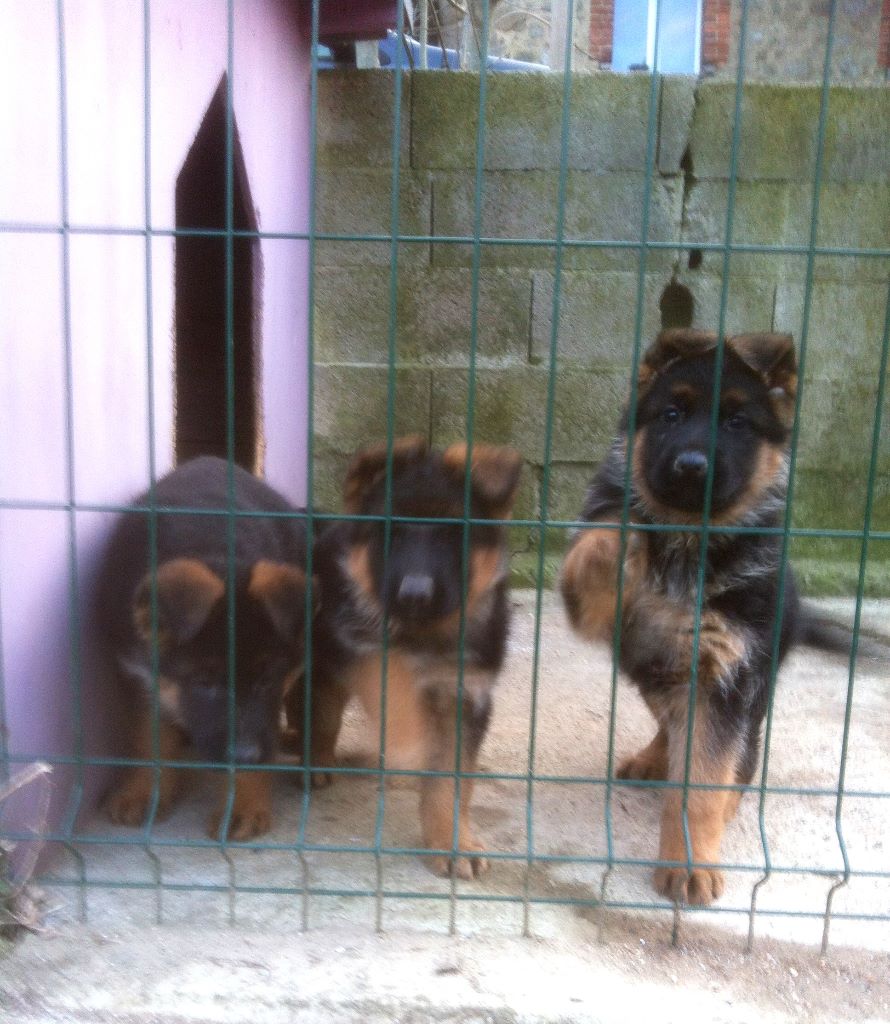 de la Cité d'Emeraude - Chiots disponibles - Berger Allemand